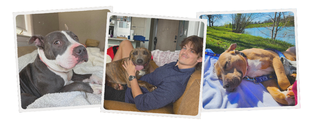 a tryptic of dogs resting in foster homes and on relaxing daytrips
