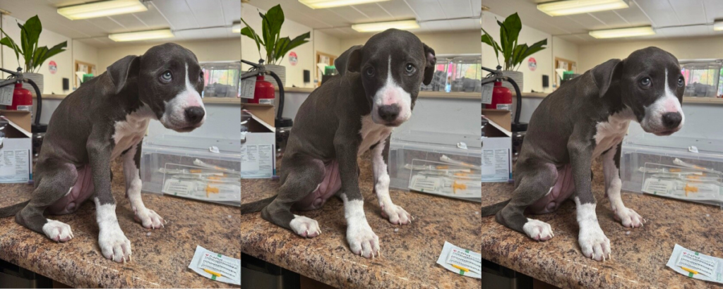 typtich of three similar intake photos of Dandelion, a grey and white puppy, when she arrived at cincinnati animal care