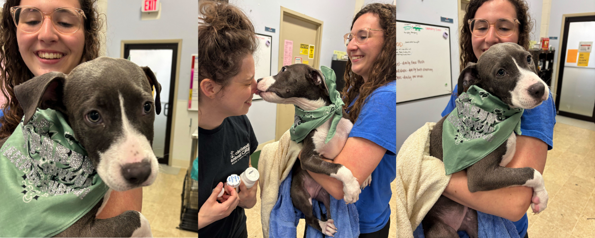 tryptic showing dandelion the puppy kissing cincinnati animal care staff celebrating being parvo free