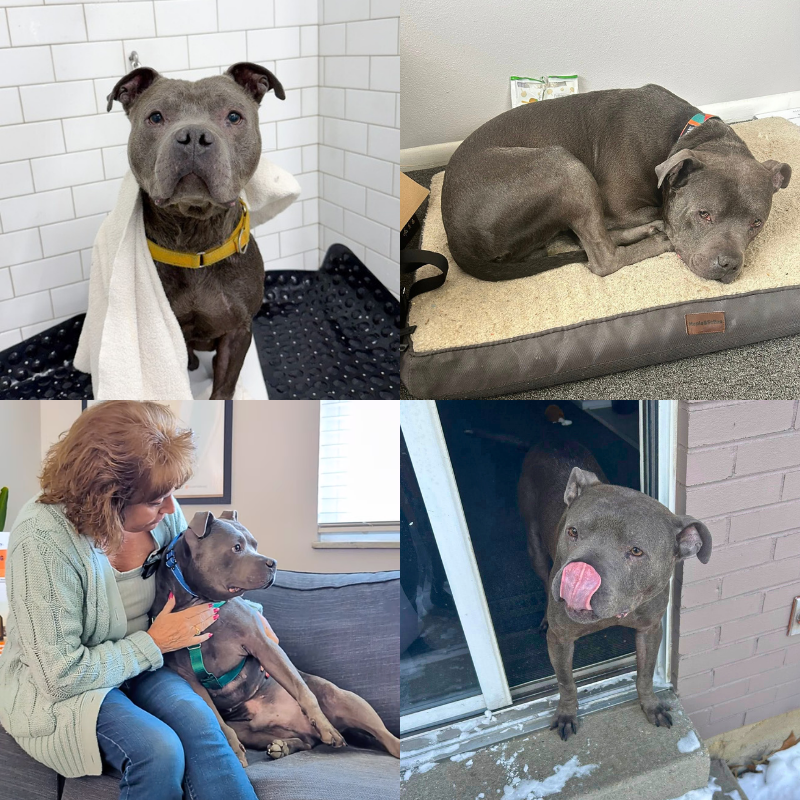 foster dog trey Hendrickson at sunstone recovery
