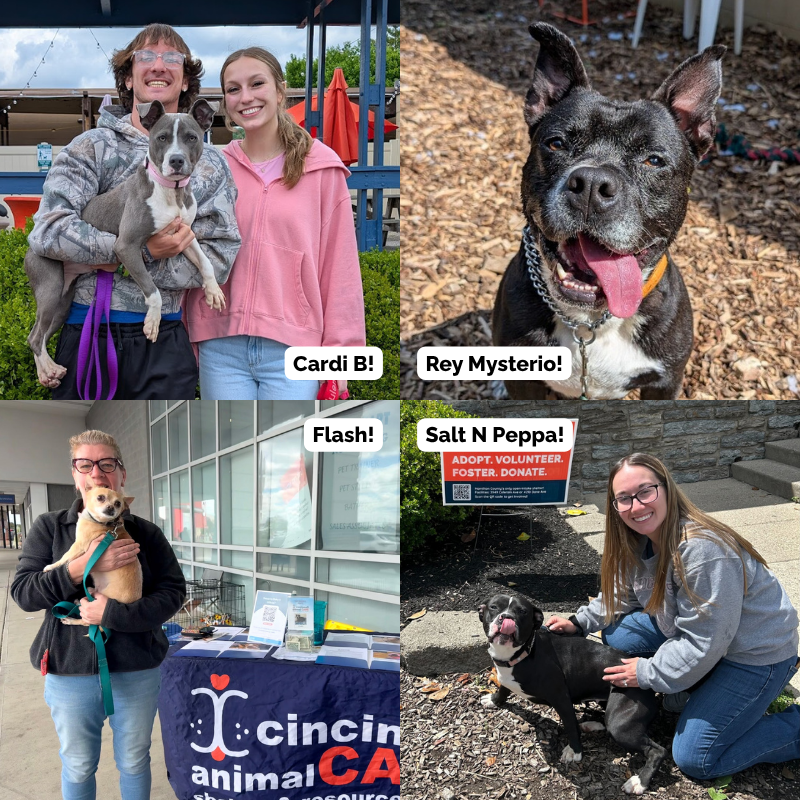 dogs adopted during spring piggest adoption event ever at cincinnati animal care