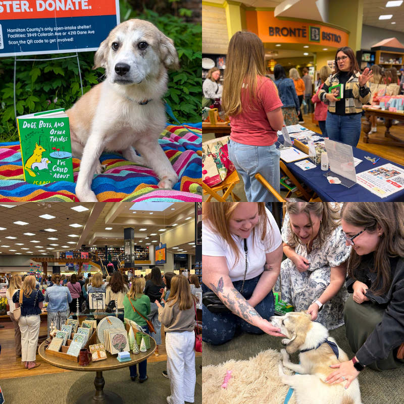Foster dog Alani a six-month-old suspected Great Pyrenees mix at Isabel Klee book signing event