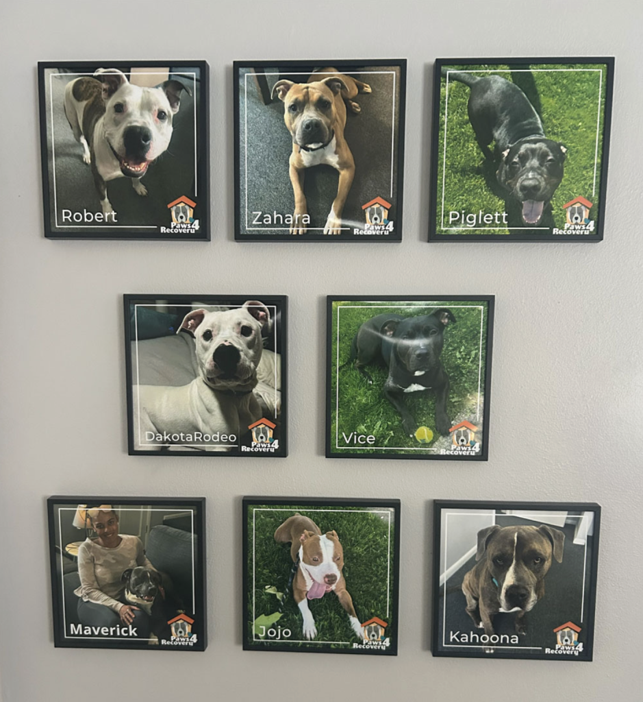 wall with photos fo eight dogs from cincy care who have gone through the Paws 4 Recovery program