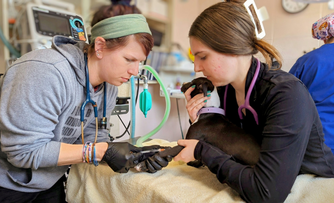 cincinnati animal care veterinary care