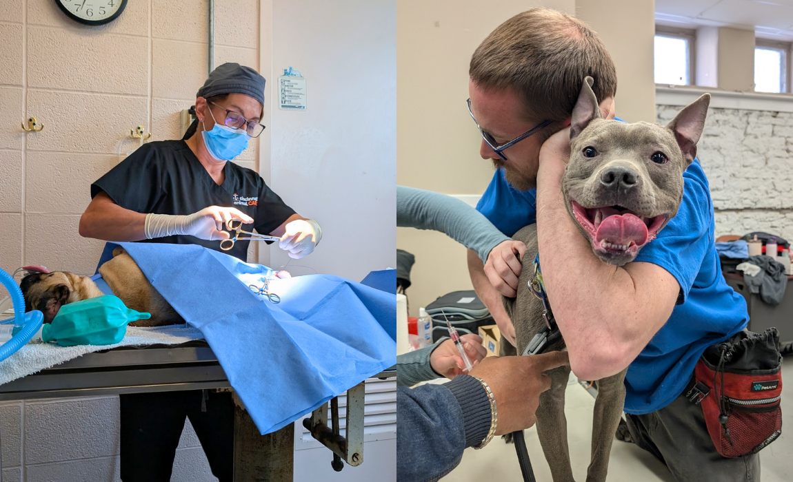 Cincinnati animal care low cost spay and neuter and vaccine clinic