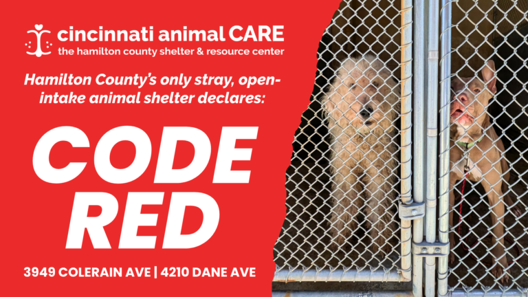 Cincinnati Animal CARE Declares CODE RED, Shelter Nears 900 Animals in Care