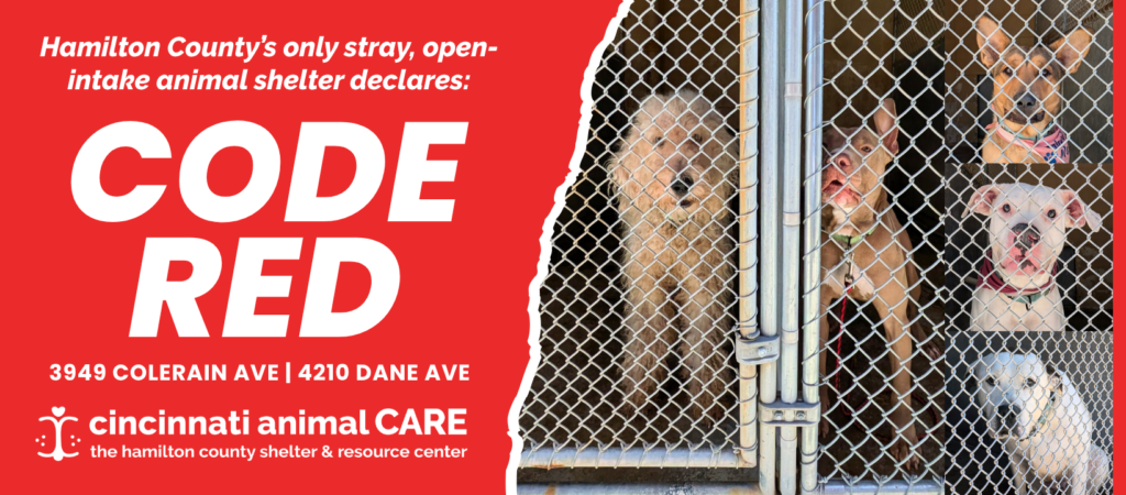Cincinnati Animal CARE Declares CODE RED, Shelter Nears 900 Animals in Care