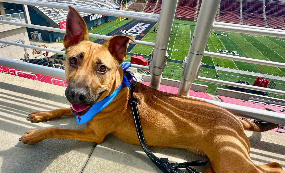 dog laying down calmly at a football stadium