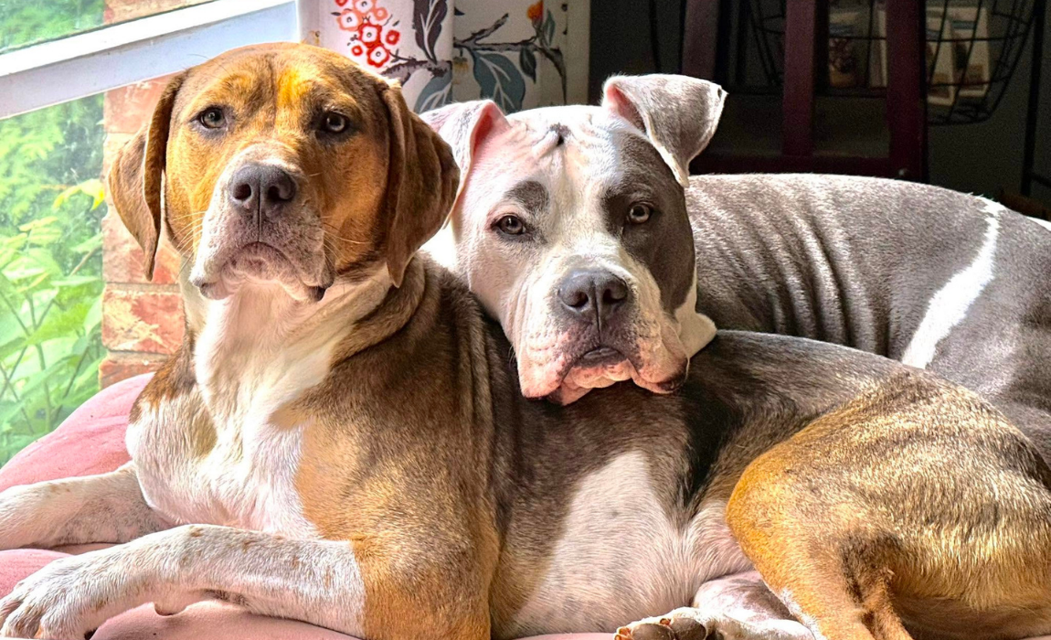 two dogs snuggling on a couch