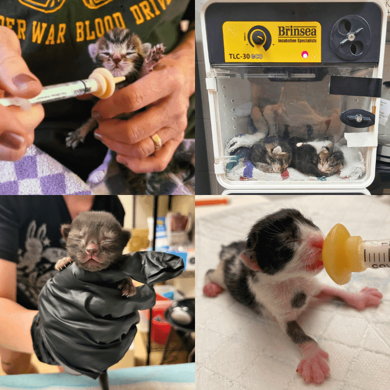 newborn kittens needing foster homes bottle feeding
