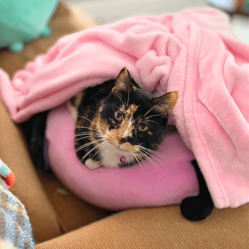 cat adoption at cincinnati animal care