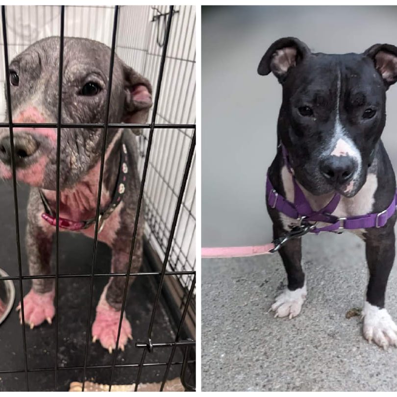 mange foster shelter dog with non-contagious mange before and after