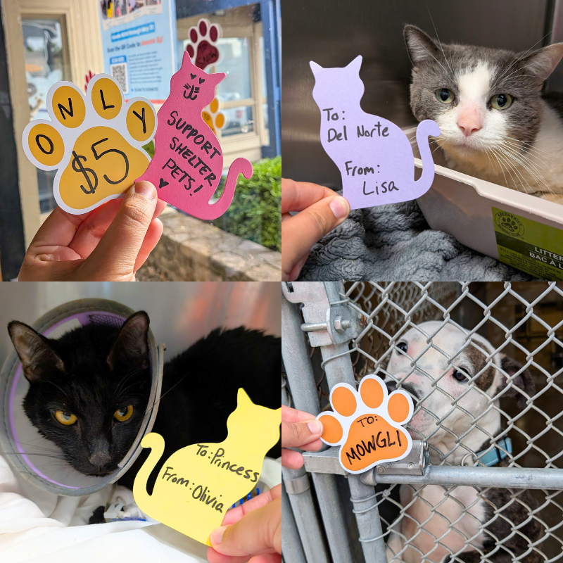 dogs and cats with cutouts for spring fundraiser campaign