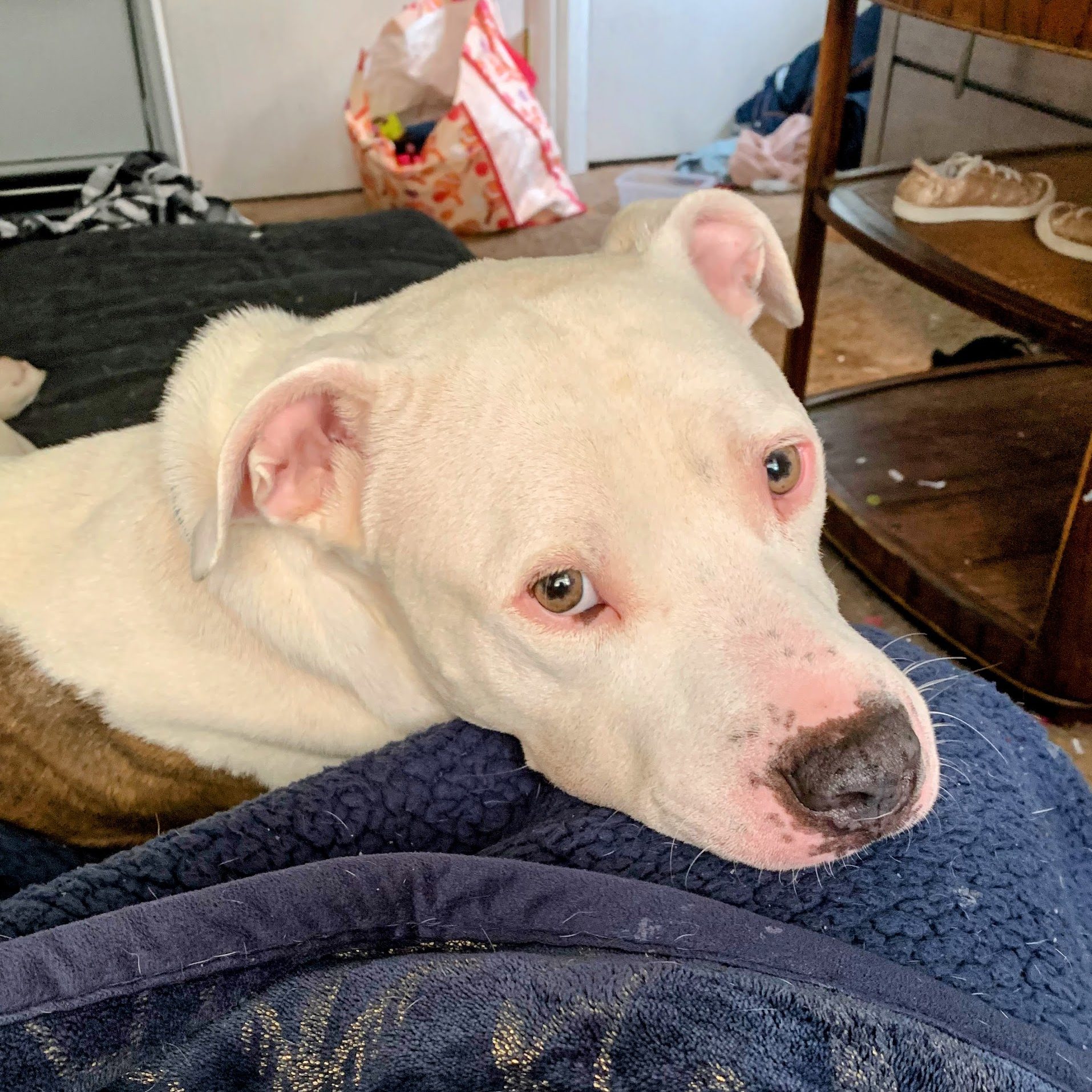 foster to adopt white dog laying its head on owners lap