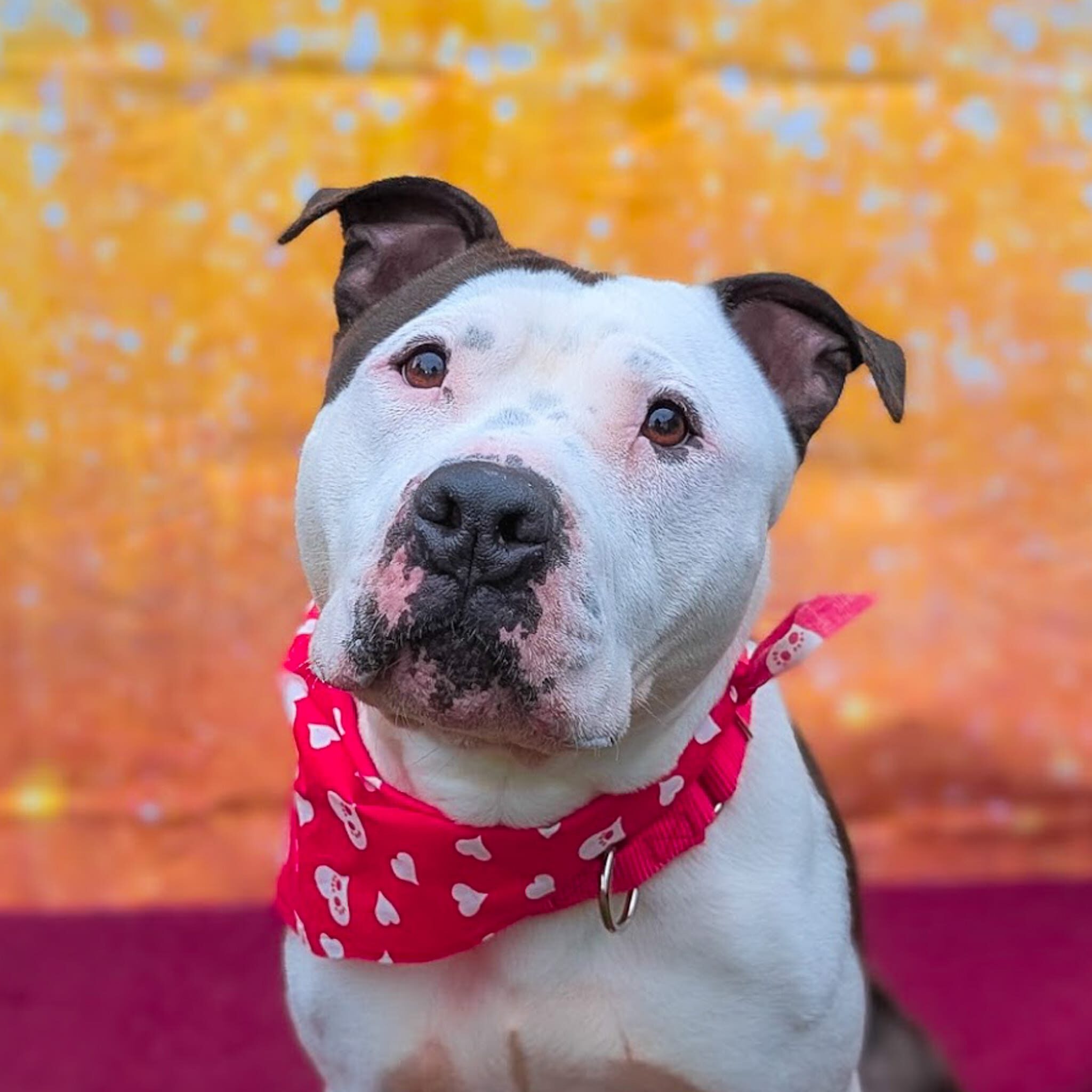 adoptable dogs cincinnati ohio