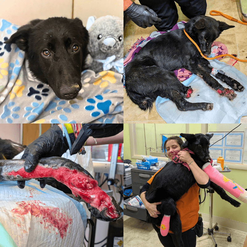 black dog with leg wounds showing before and after casts were applied