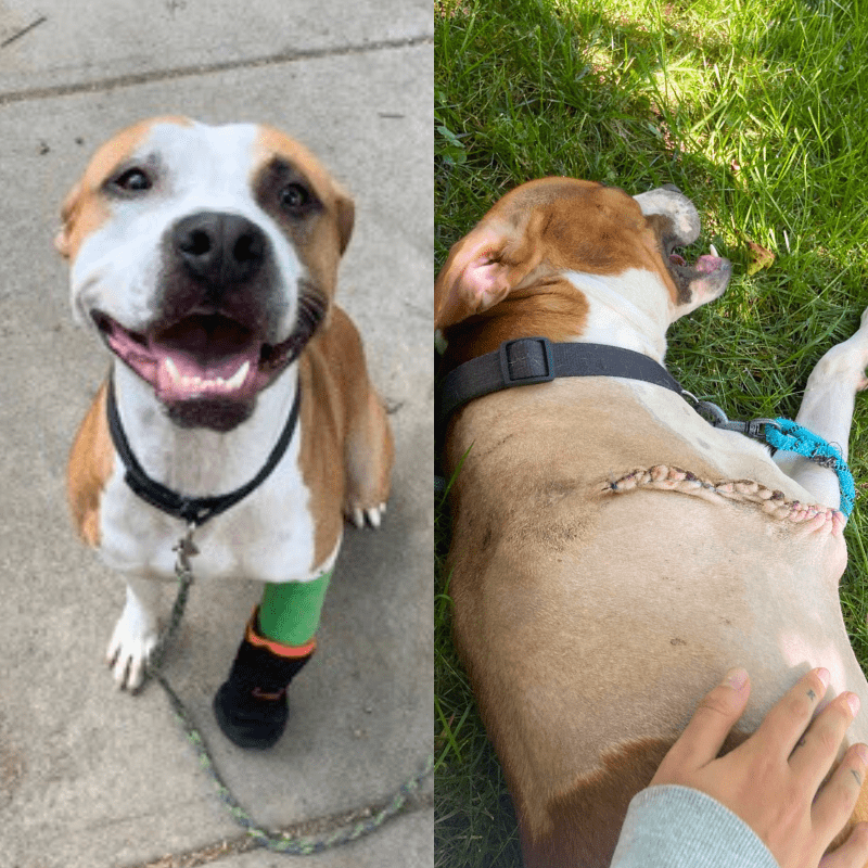 medical foster dog in a cast before and after front leg amputation
