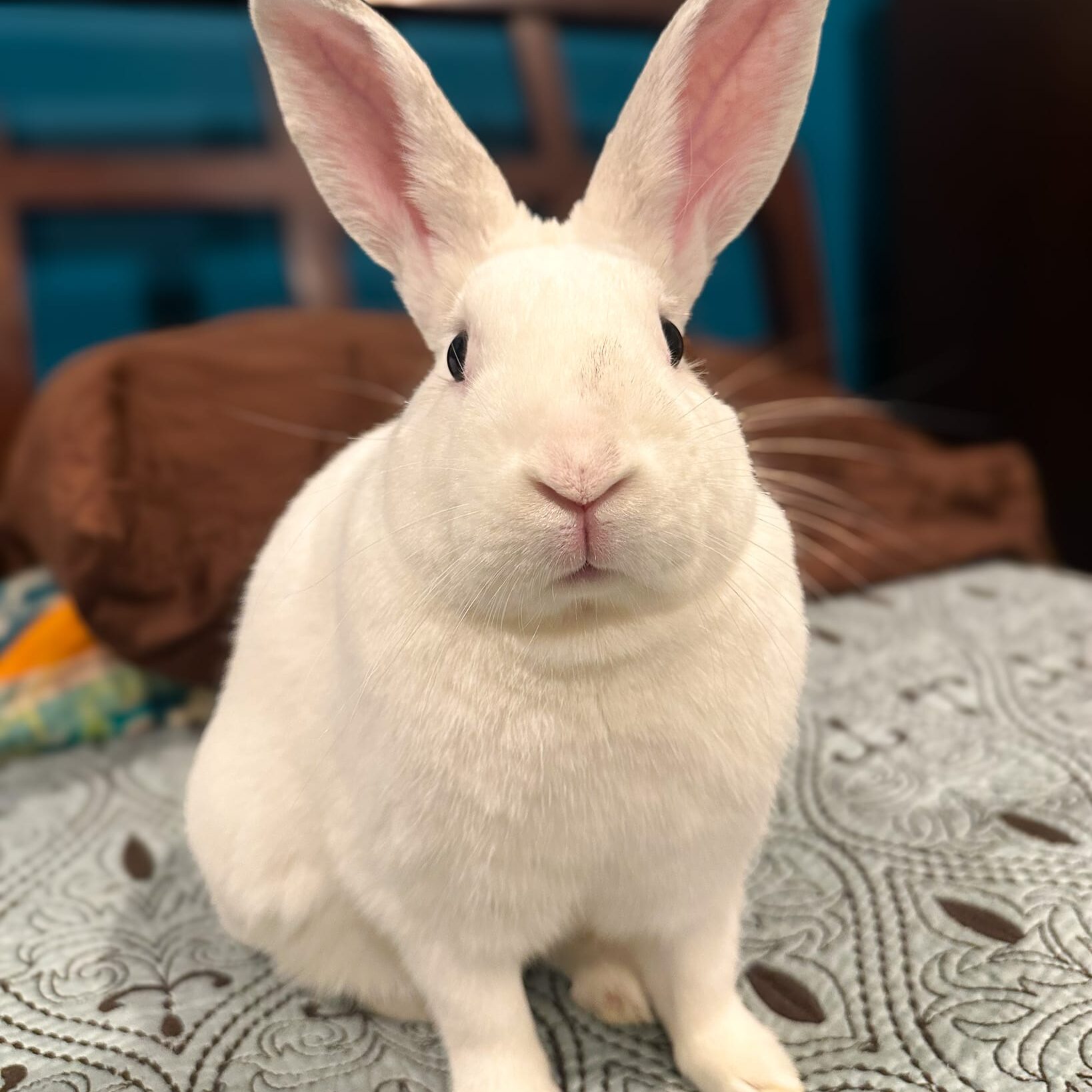 small animals available for adoption cincinnati