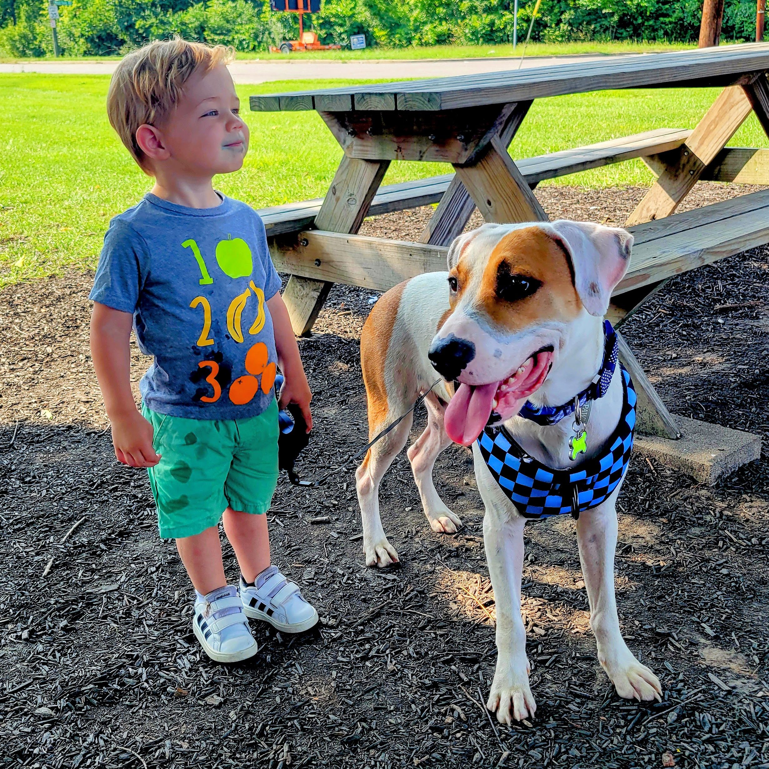 foster to adopt foster to adopt program at cincinnati animal care