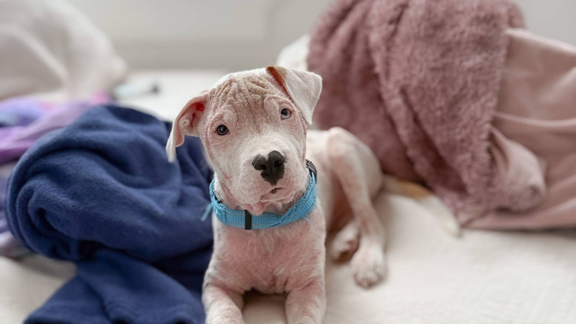 foster
