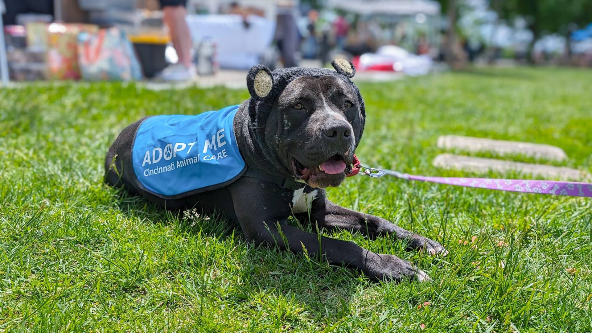 pet adoption